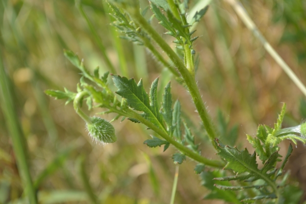 Papaver rhoeas, Papaver dubium e Tragopogon dubius